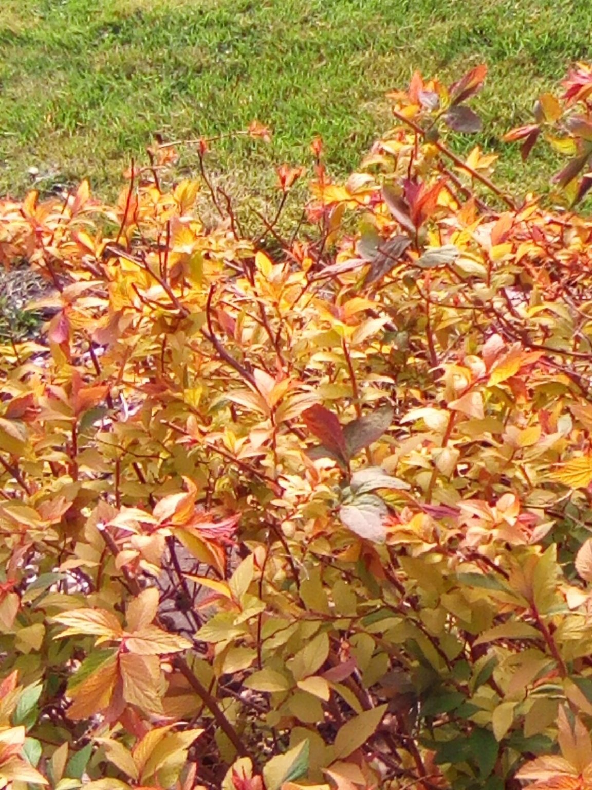IMG_20240331_170616.jpg