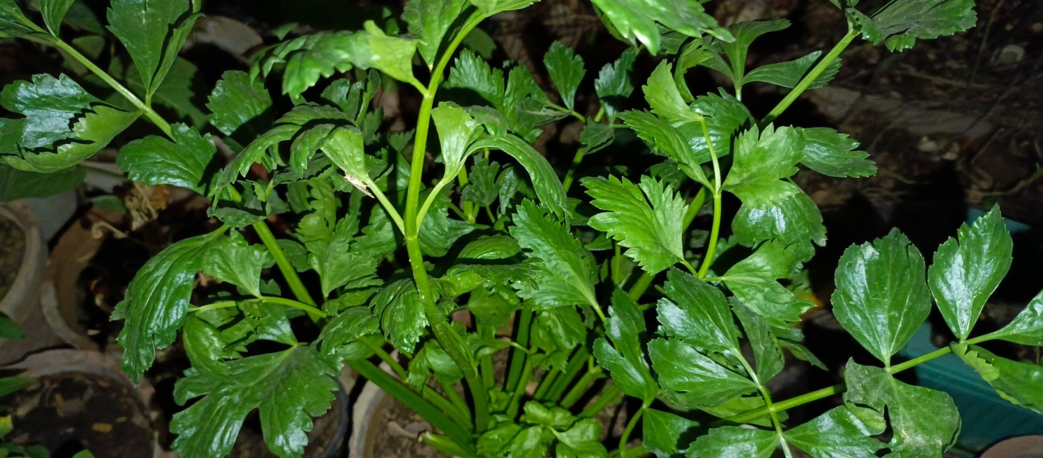IMG_20240401_200157_595_copy_2296x1008.jpg