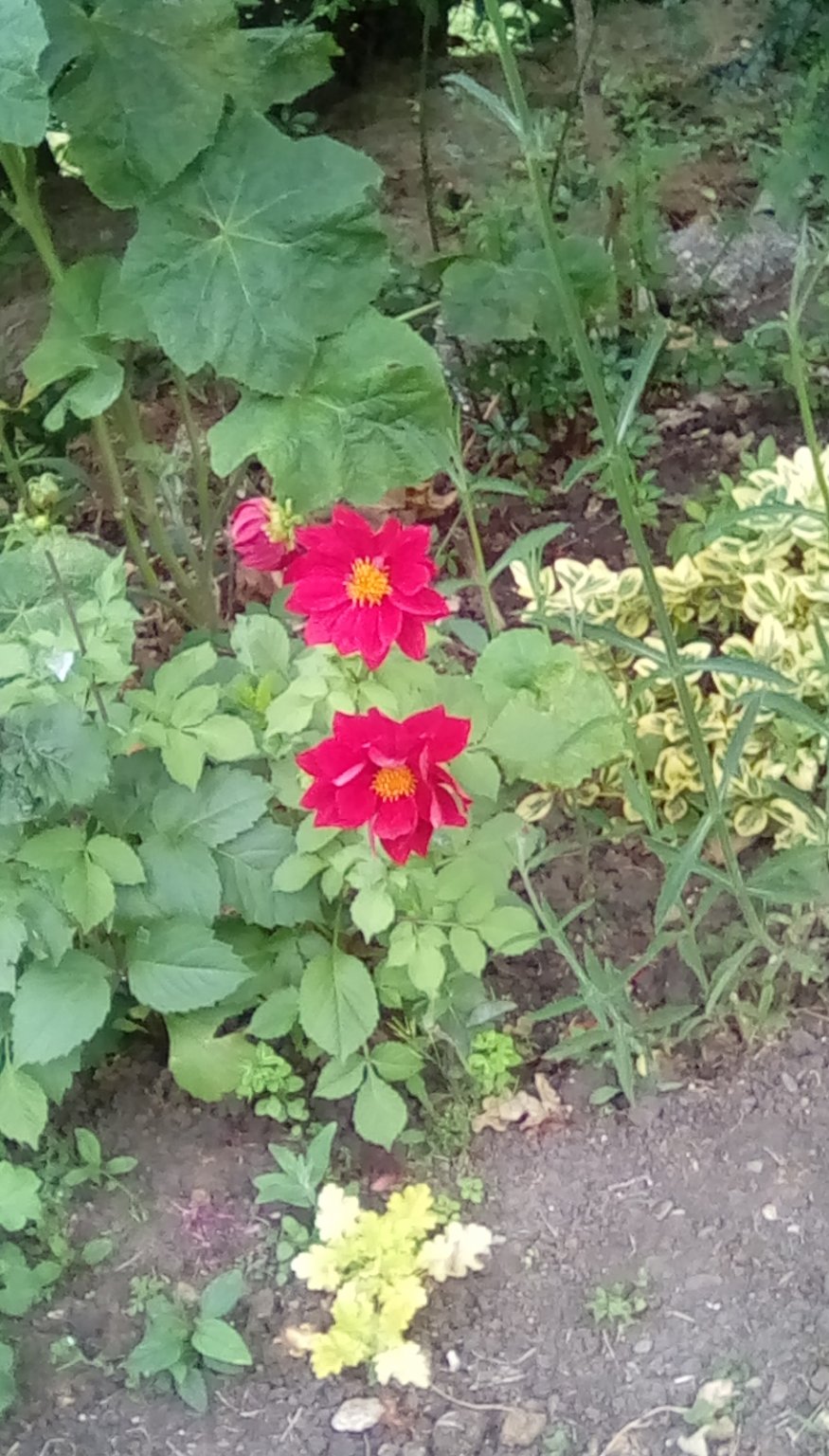 IMG_20240610_190701.jpg