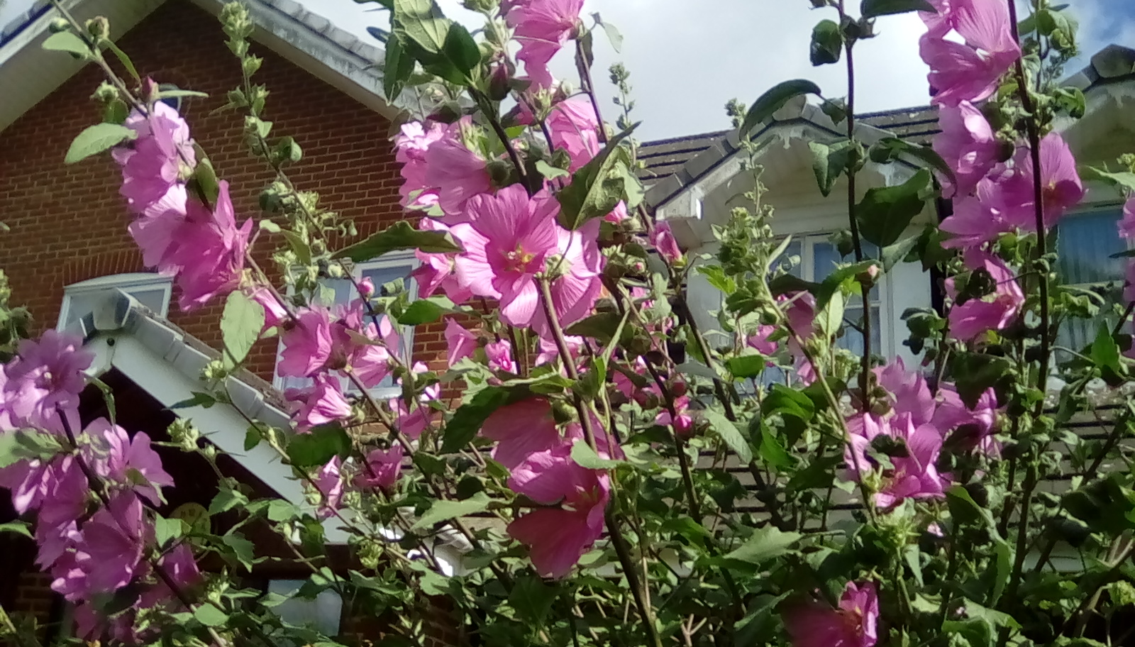 IMG_20240622_170814.jpg