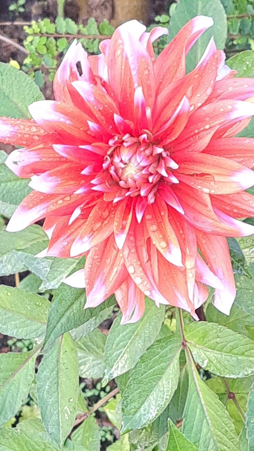 IMG_20250913_184932.jpg