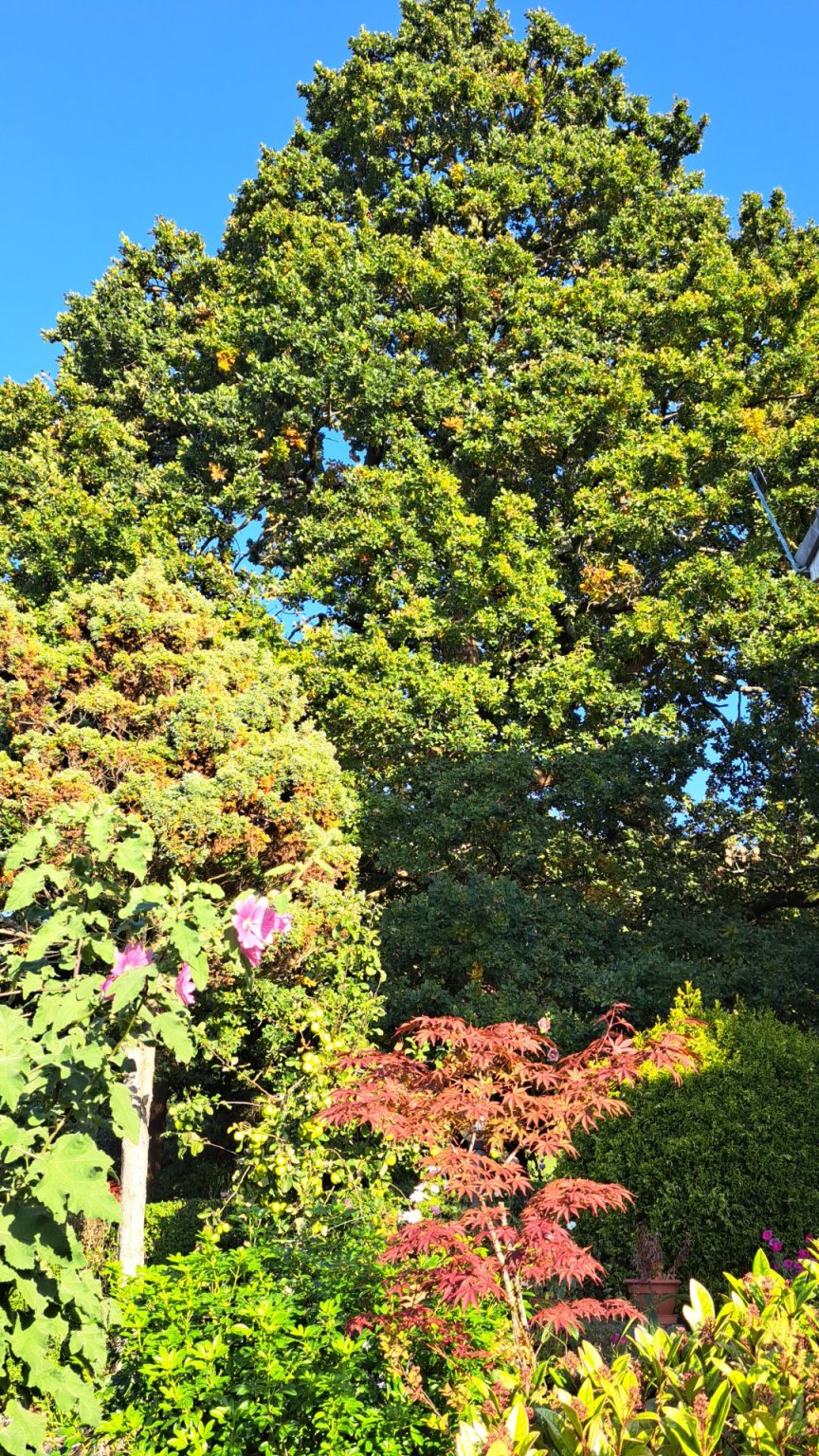 IMG_20250930_163849.jpg