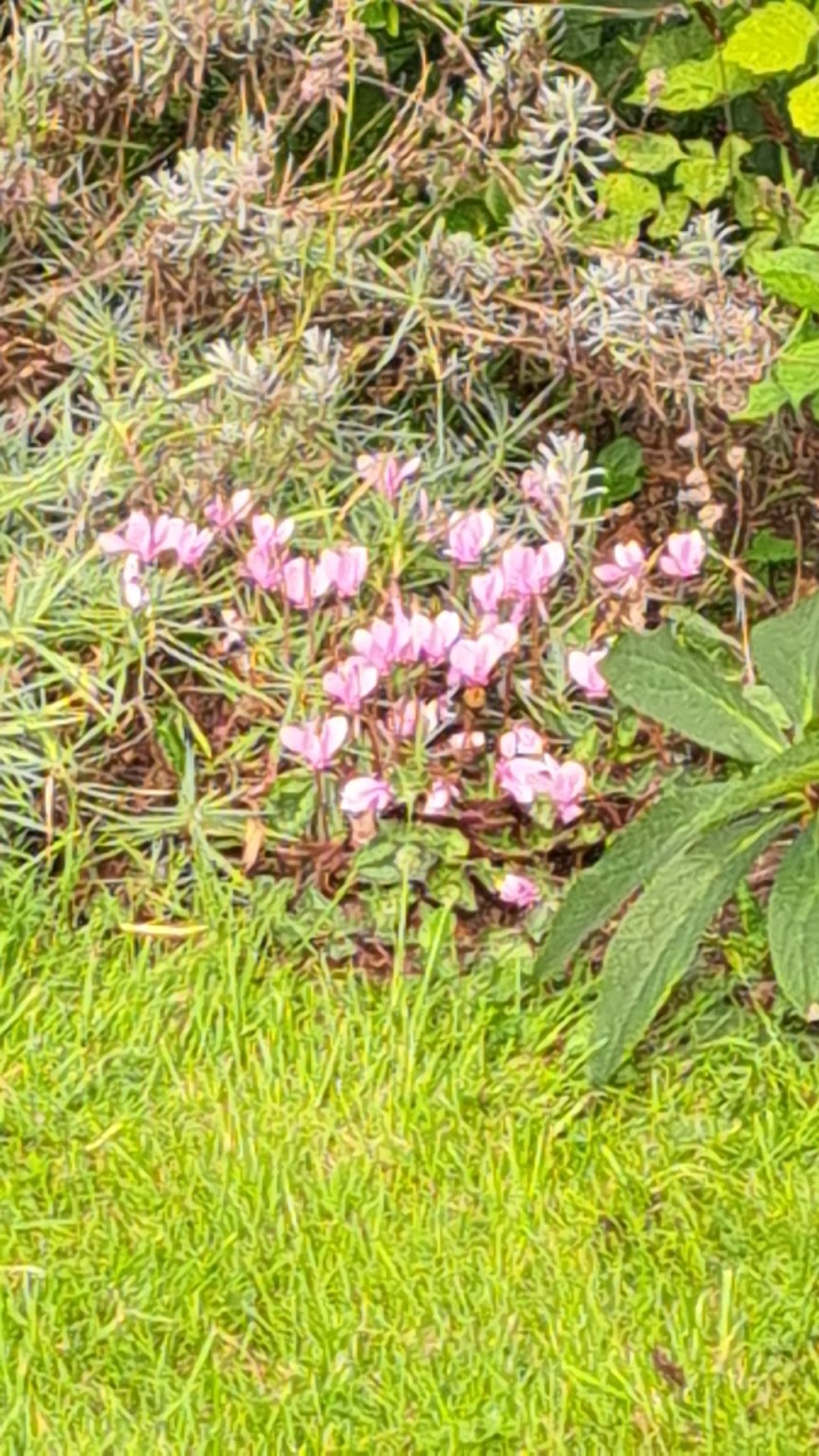 IMG_20251001_160501.jpg