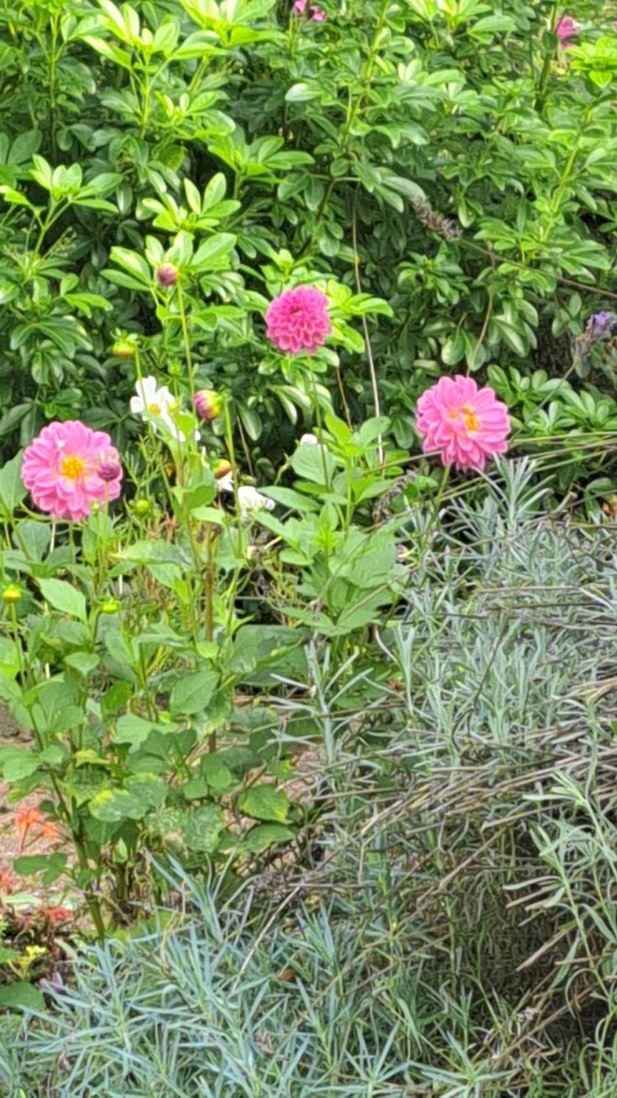 IMG_20251001_162040.jpg