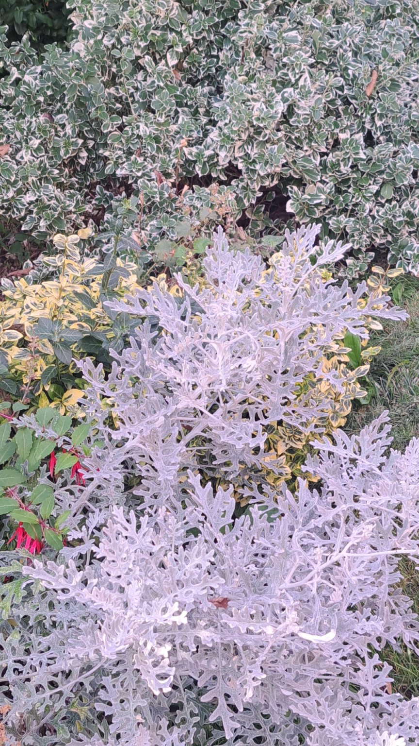 IMG_20251001_163800.jpg