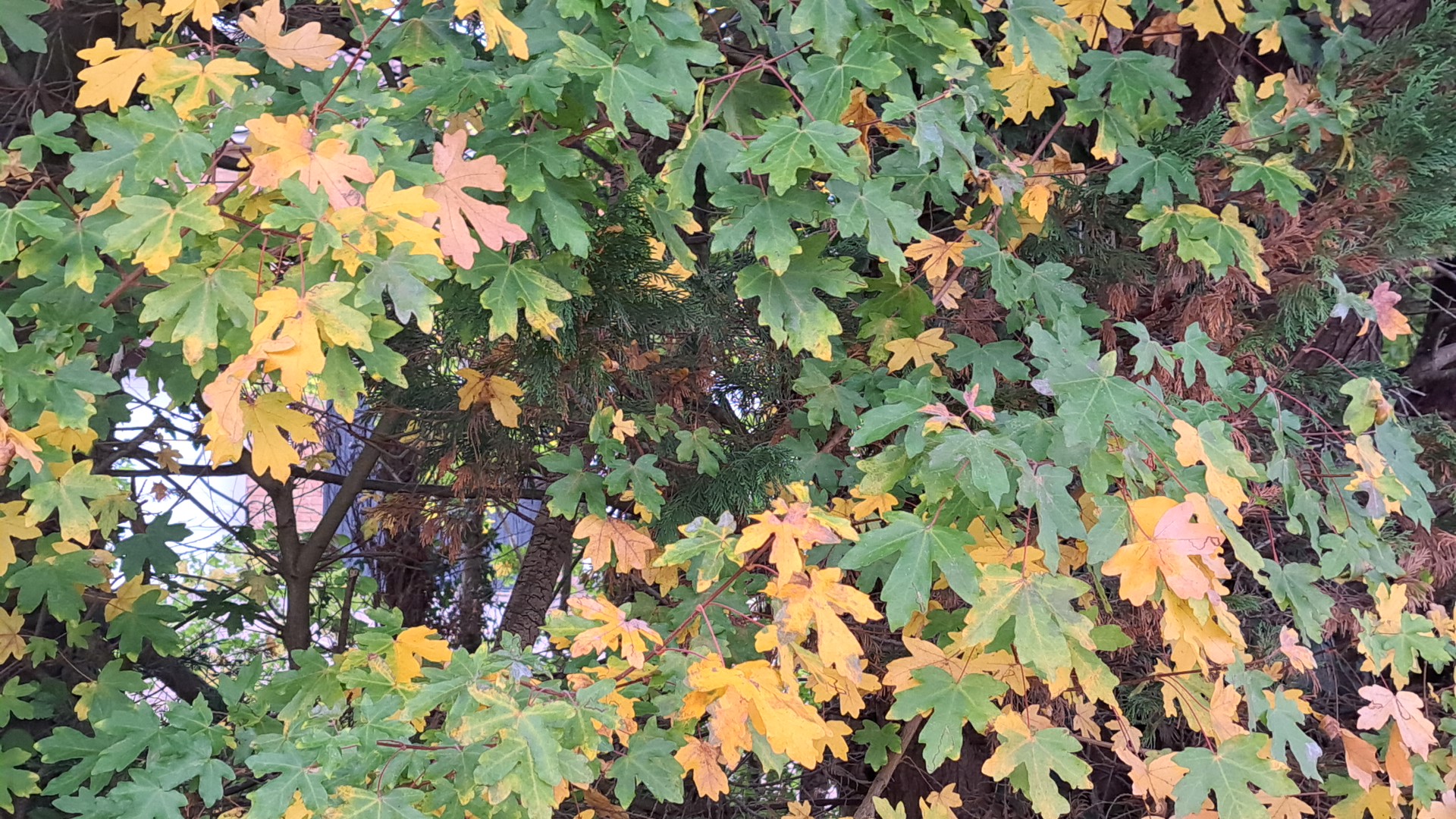 IMG_20251010_155113.jpg