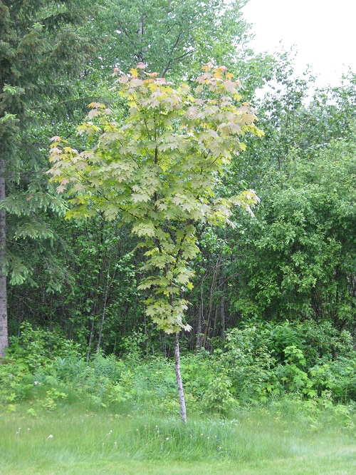 IMG_2128.JPG
