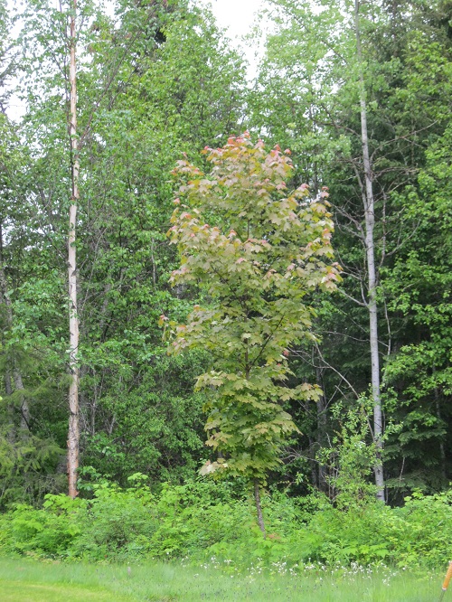 IMG_2129.JPG