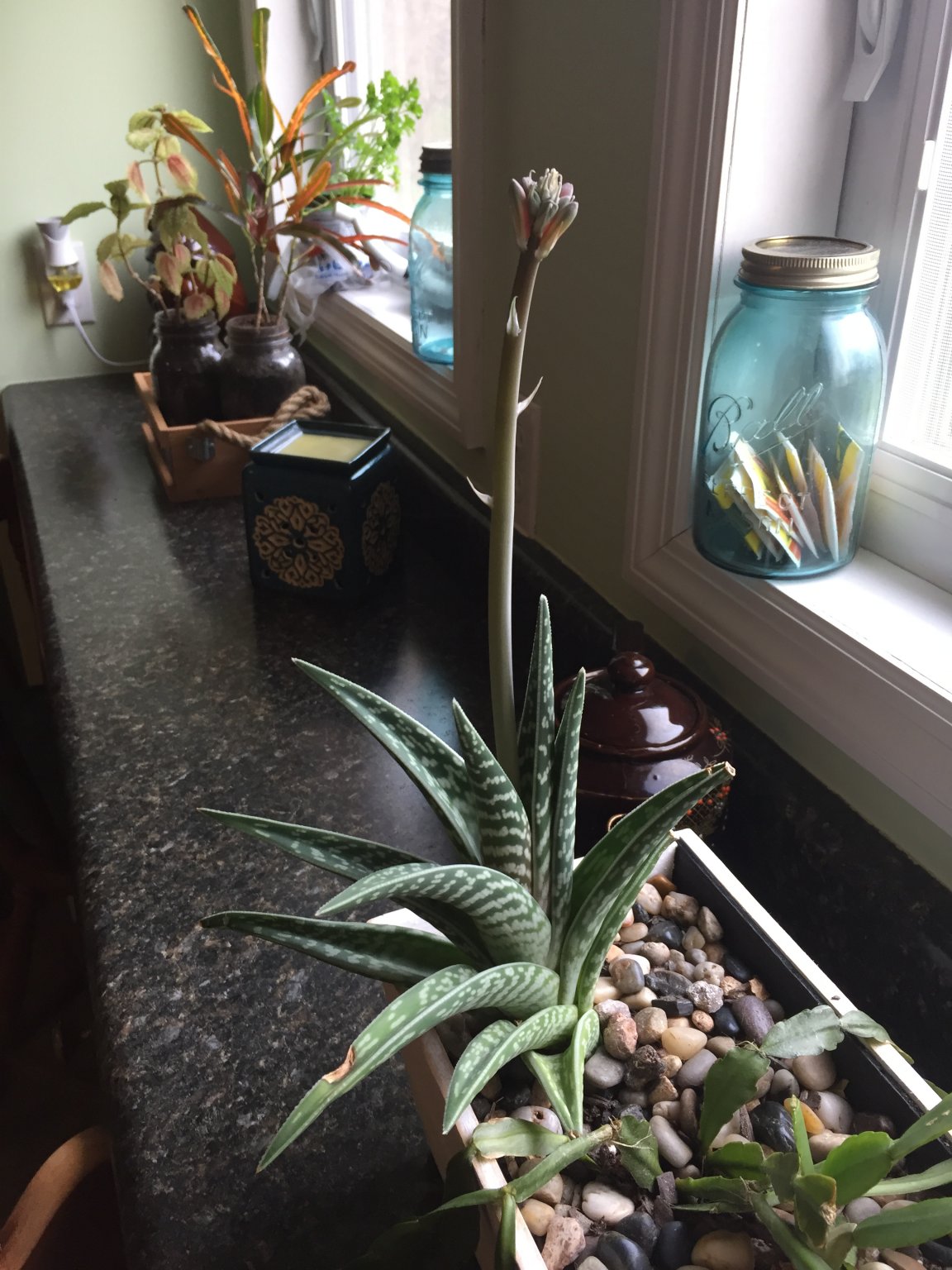 Question About My Aloe Vera Plant