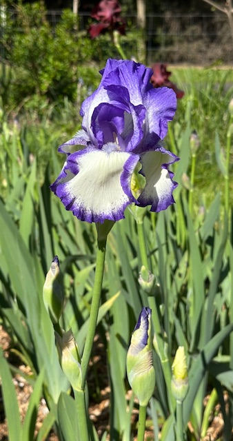 IMG_2168.jpeg