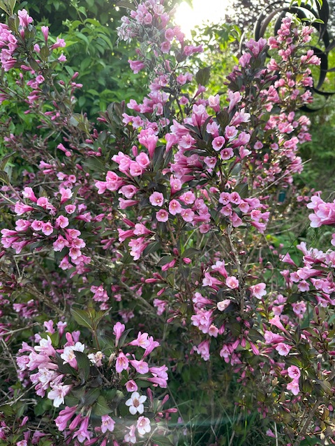 IMG_2287.jpeg