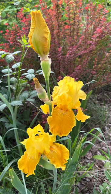 IMG_2290.jpeg