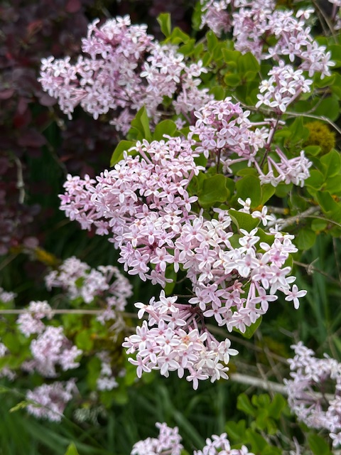 IMG_2340.jpeg