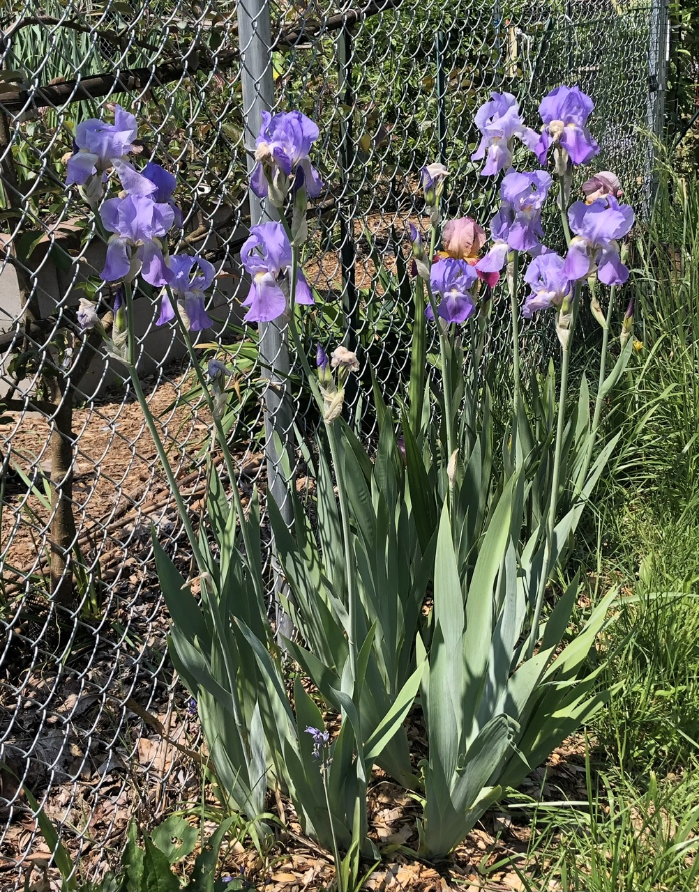 IMG_2358.jpeg