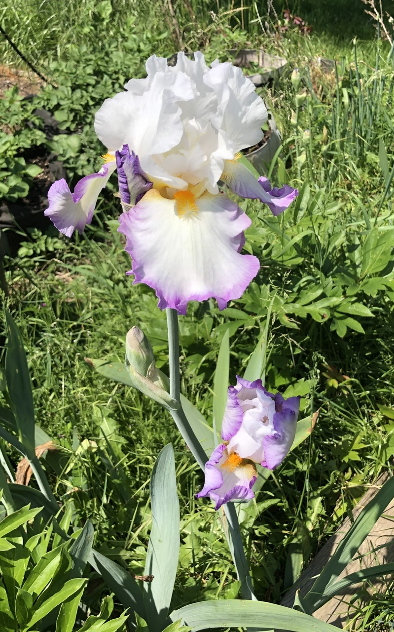 IMG_2361.jpeg