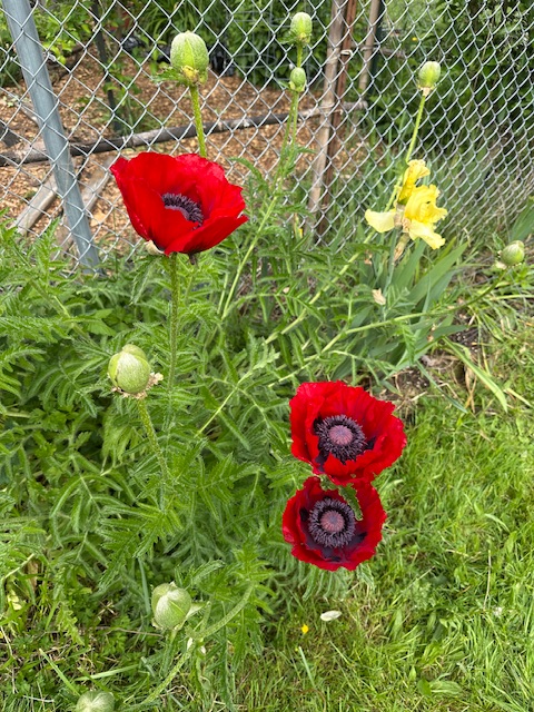 IMG_2376.jpeg