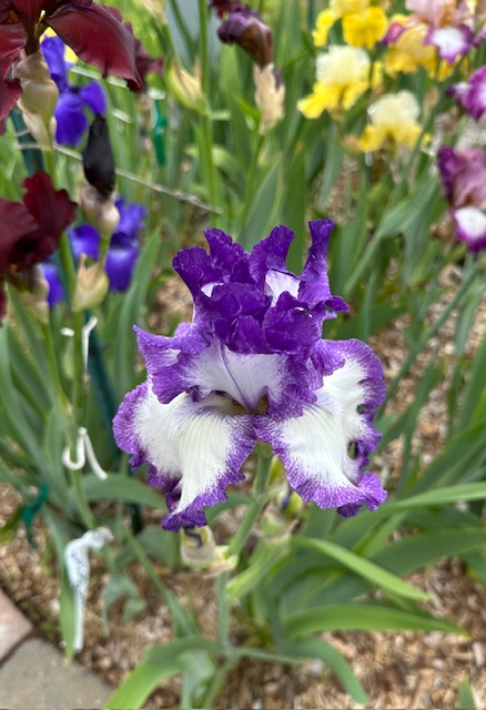 IMG_2378.jpeg