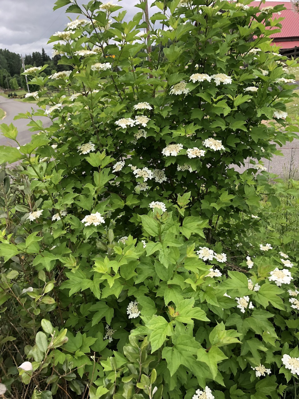 IMG_2411.jpeg