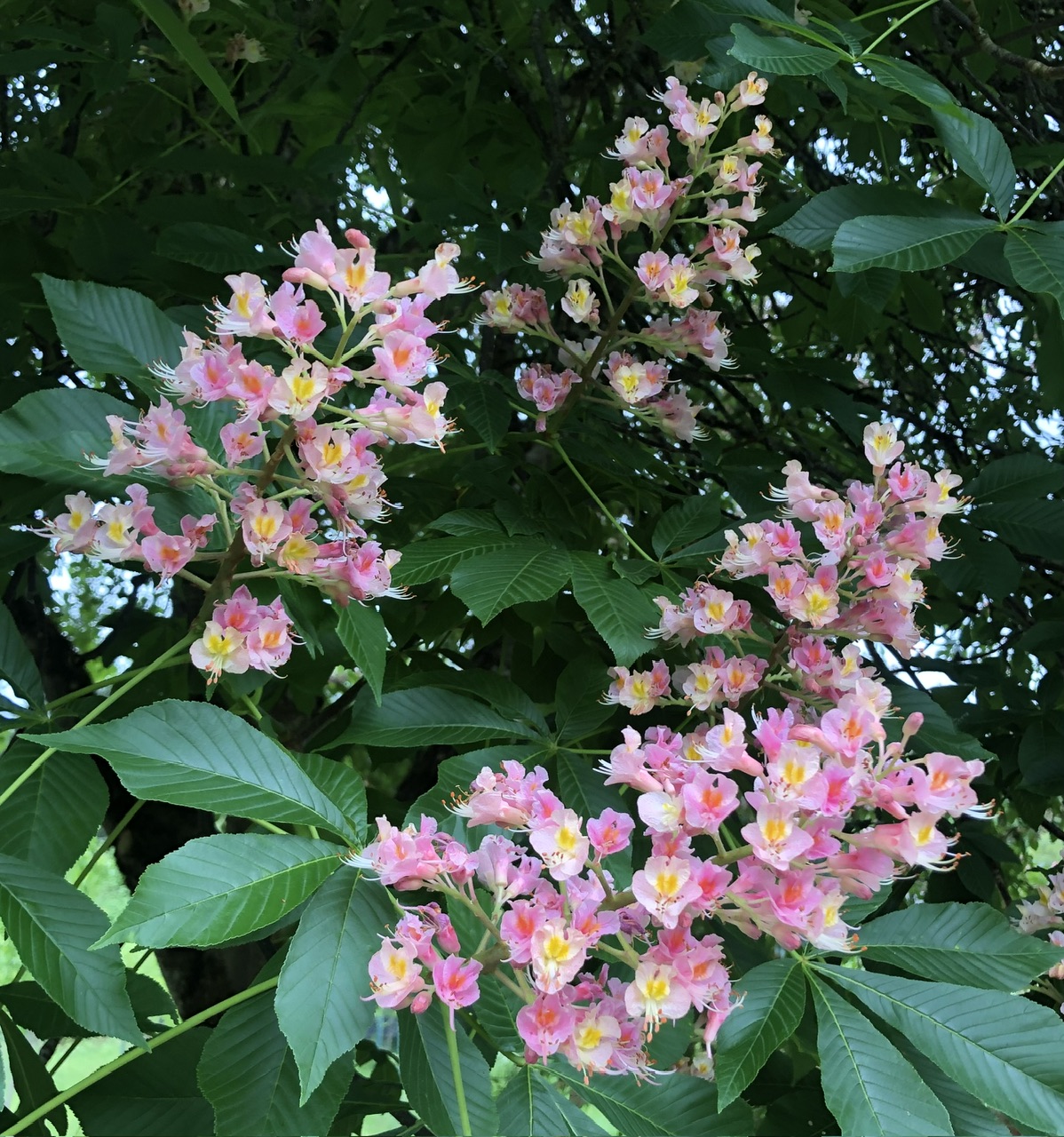 IMG_2420.jpeg