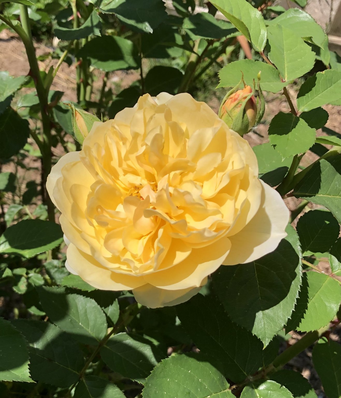 IMG_2483.jpeg
