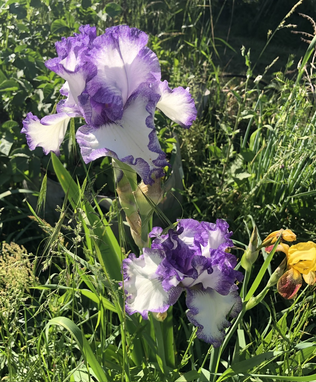 IMG_2493.jpeg