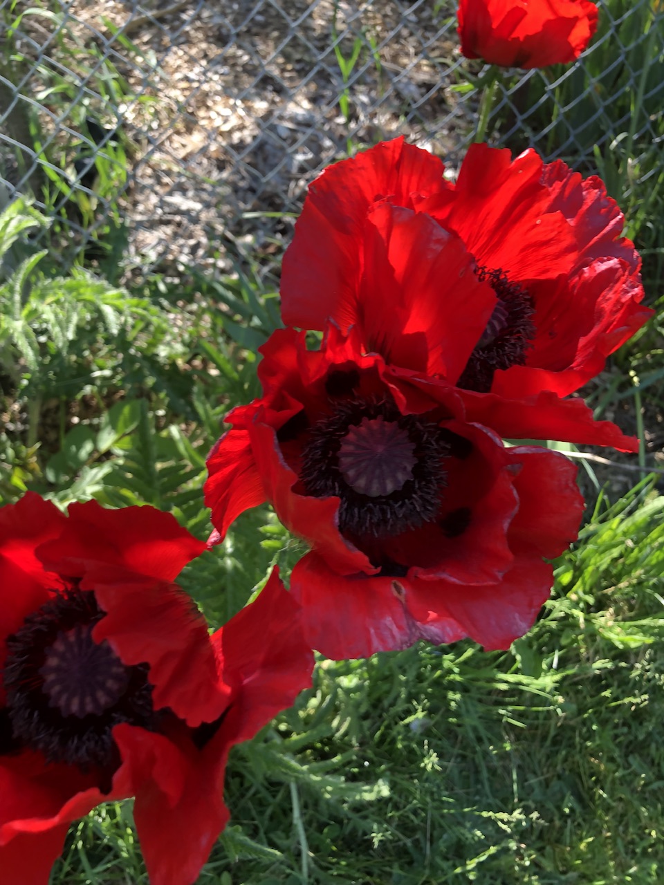 IMG_2498.jpeg