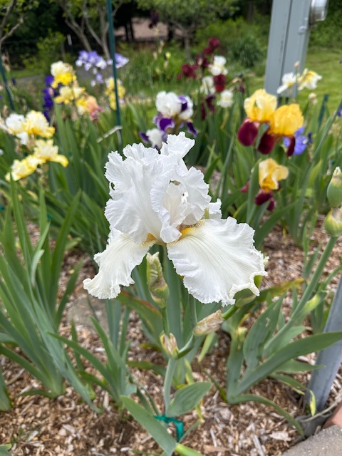 IMG_2532.jpeg