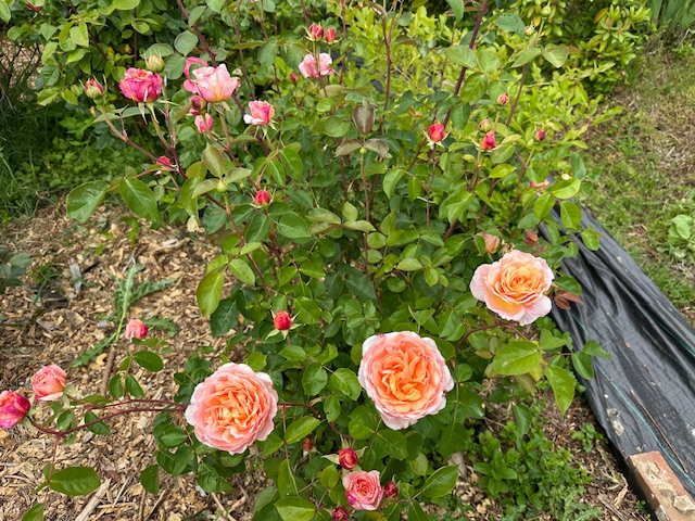 IMG_2597.jpeg