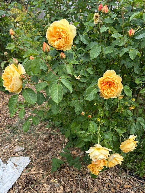 IMG_2603.jpeg