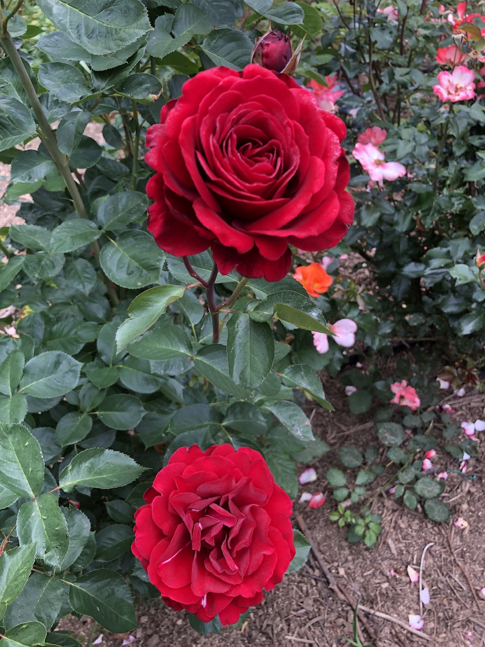 IMG_2757.jpeg
