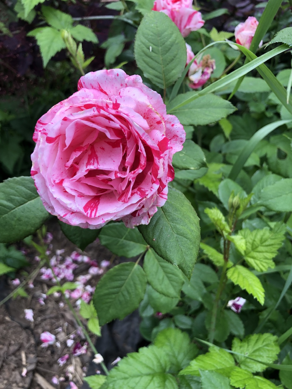 IMG_2767.jpeg
