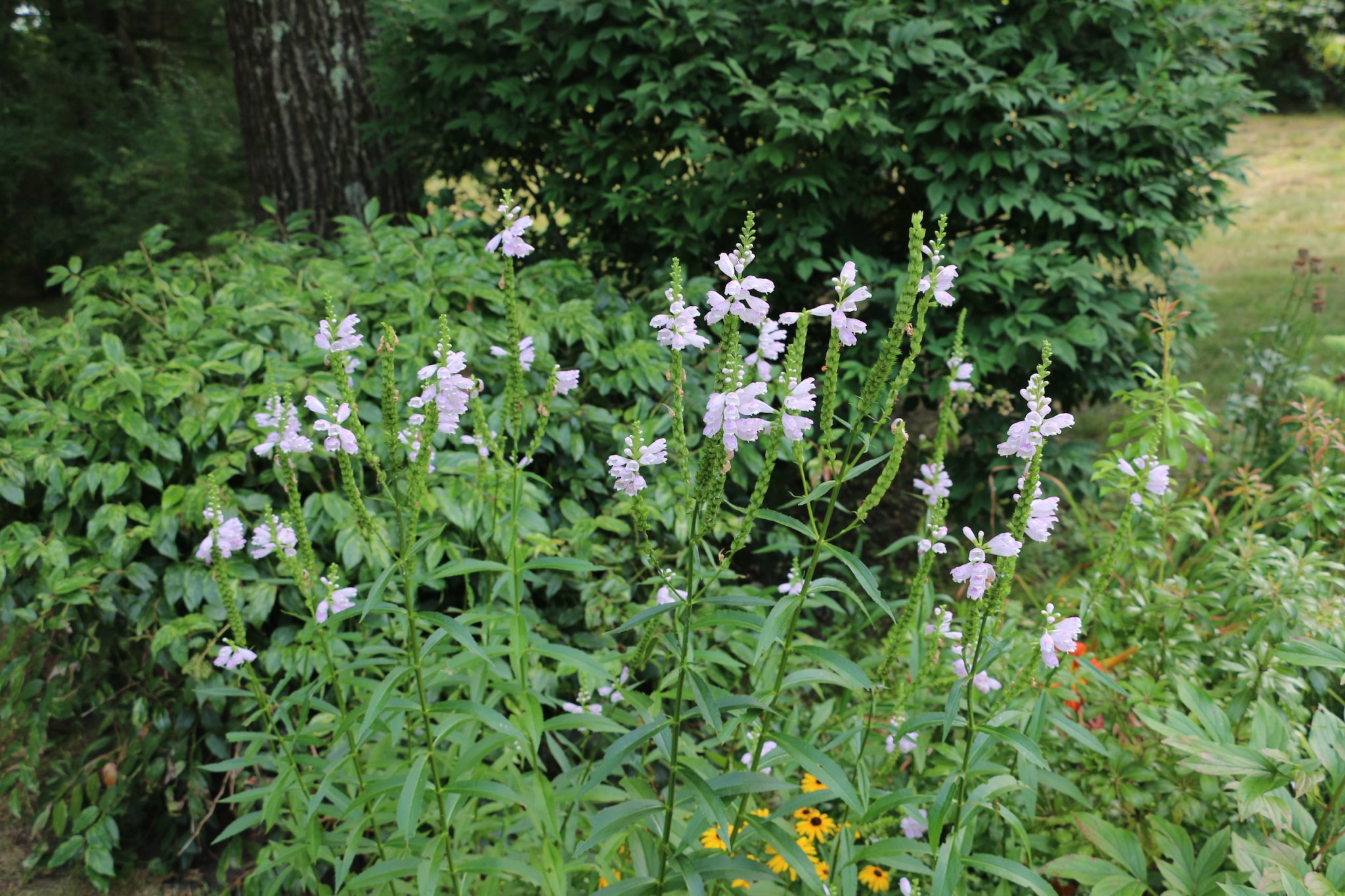 IMG_2897.JPG