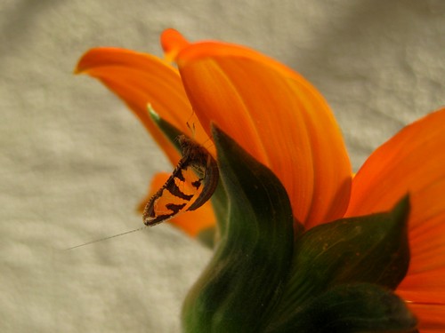 IMG_3020a.jpg