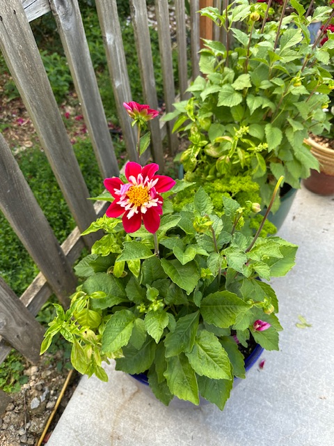 IMG_3082.jpeg