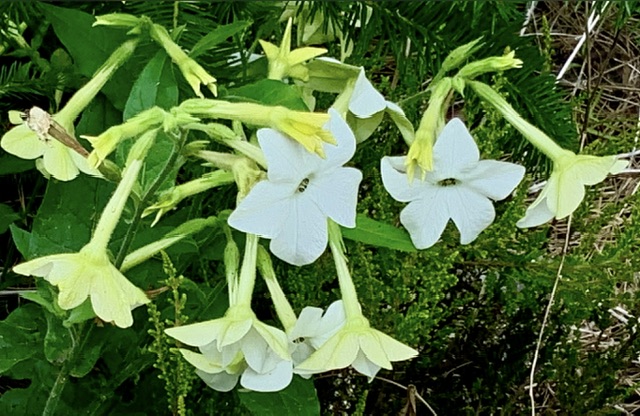 IMG_3113.jpeg