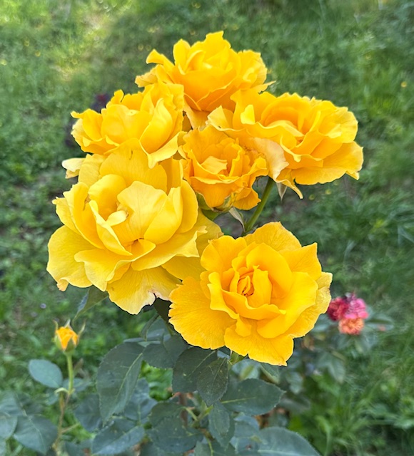 IMG_3182.jpeg