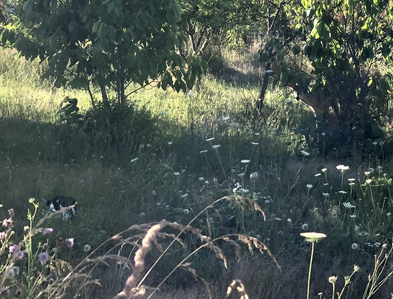 IMG_3287.jpeg