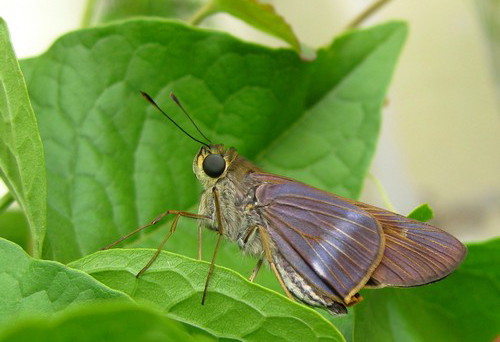IMG_3404 Evans' Skipper Butterfly.jpg