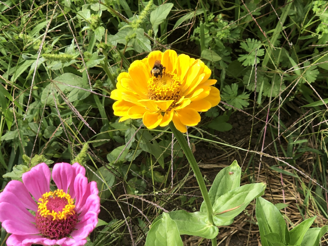 IMG_3670.jpeg