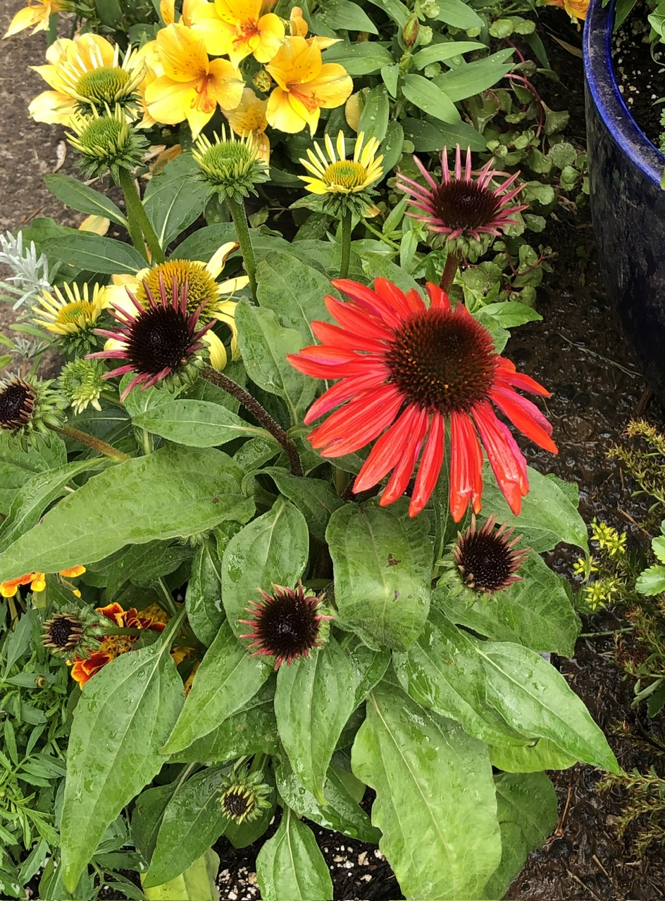 IMG_3715.jpeg