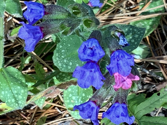 IMG_3726.jpeg