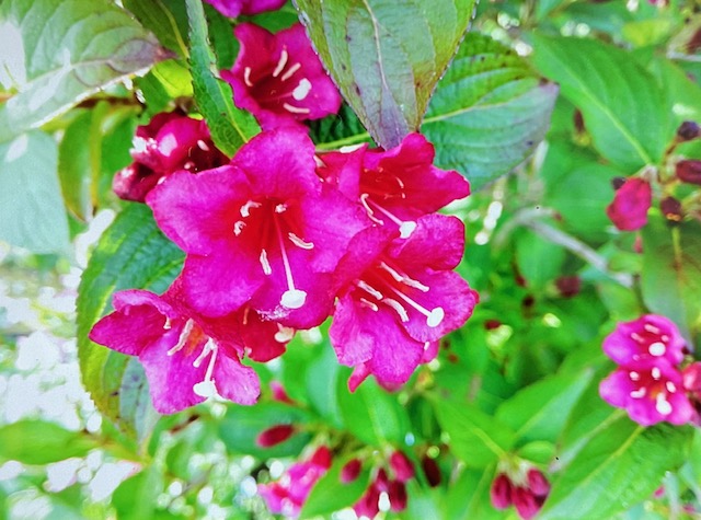 IMG_3833.jpeg