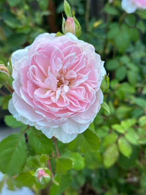 IMG_3863.jpeg