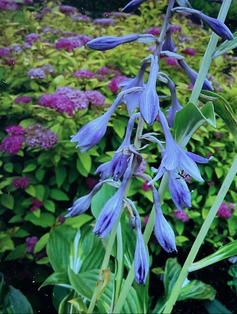 IMG_4074.jpeg