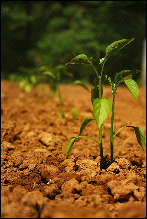 IMG_4454BellPepper.jpg