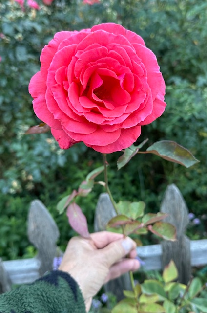 IMG_4612.jpeg
