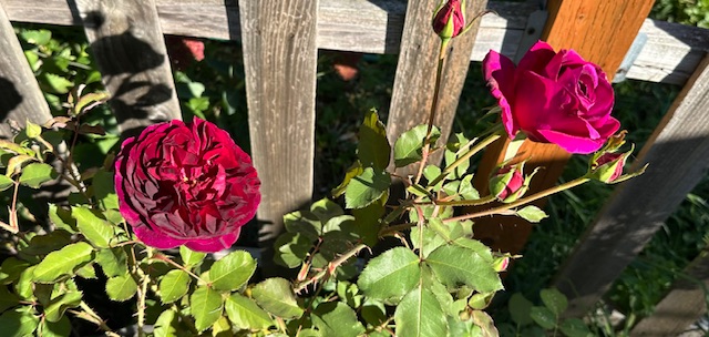 IMG_4695.jpeg