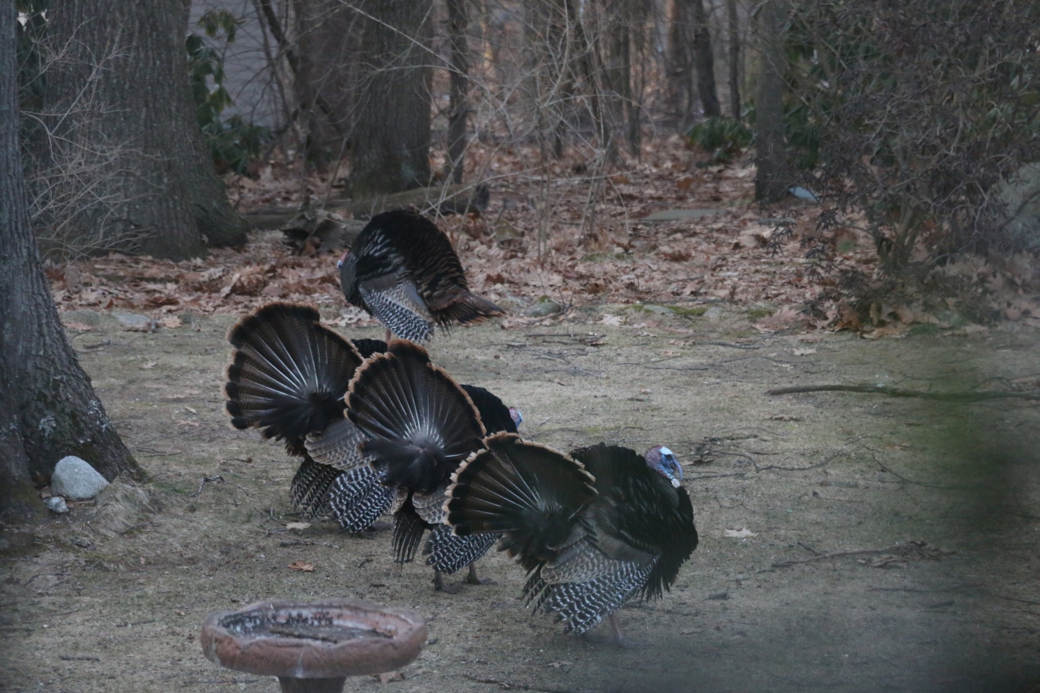 IMG_4831.JPG