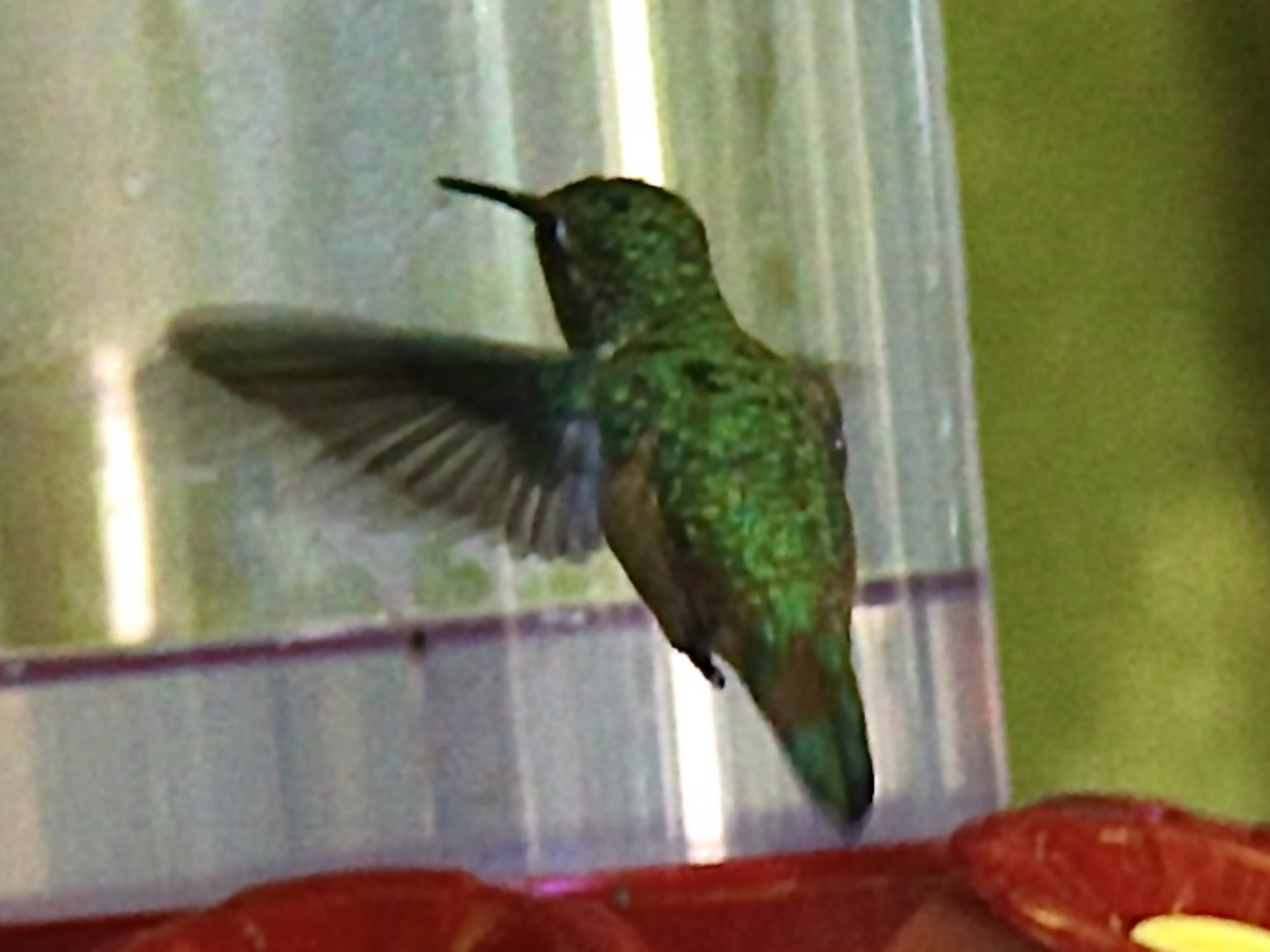 IMG_5473.jpeg