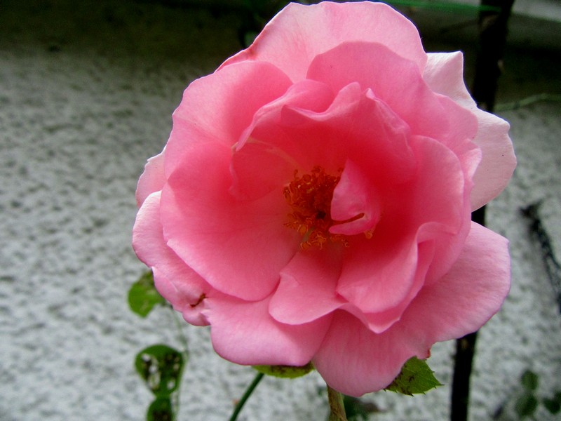 IMG_5721.jpg